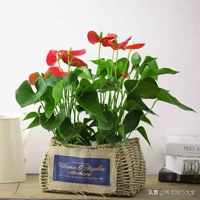 属鼠的招财绿植是什么，家里养什么绿植招财