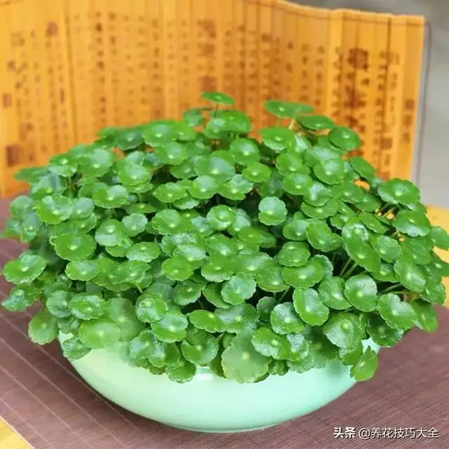 属鼠的招财绿植是什么，家里养什么绿植招财