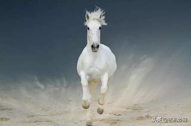 请问今天哪几个生肖财运更好，今年哪个生肖财运更好