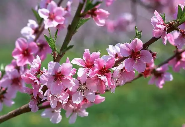 属虎的男人今年桃花运好不好，属虎人2022 年烂桃花运