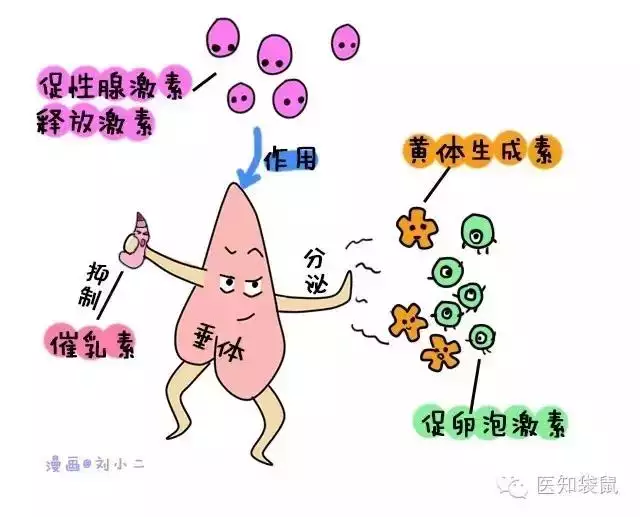 验血能查出来怀孕吗，验血hcg多少才算怀孕