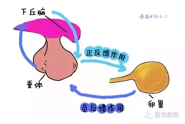 验血能查出来怀孕吗，验血hcg多少才算怀孕