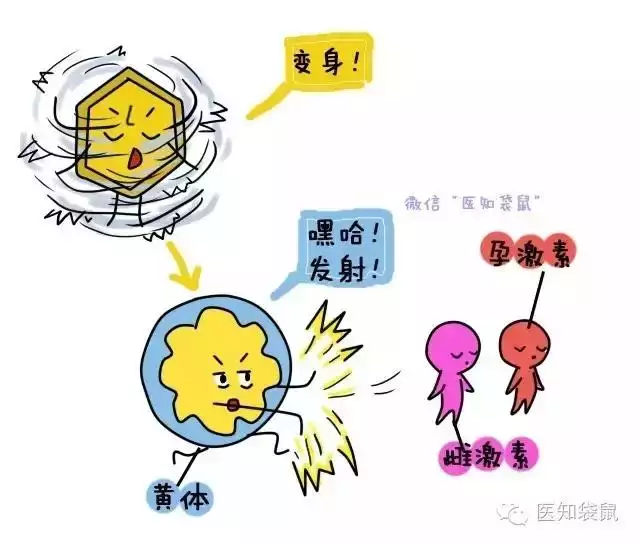 验血能查出来怀孕吗，验血hcg多少才算怀孕