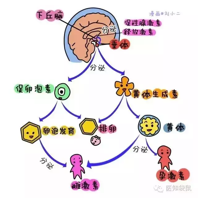 验血能查出来怀孕吗，验血hcg多少才算怀孕