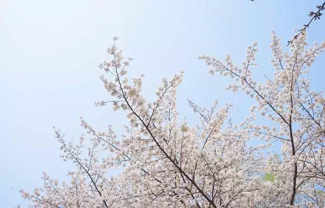 二婚遇真爱的生肖女，又懒又得宠爱的生肖女