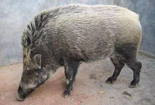 属虎和属猪的婚姻好吗，生肖虎人命中注定的情人