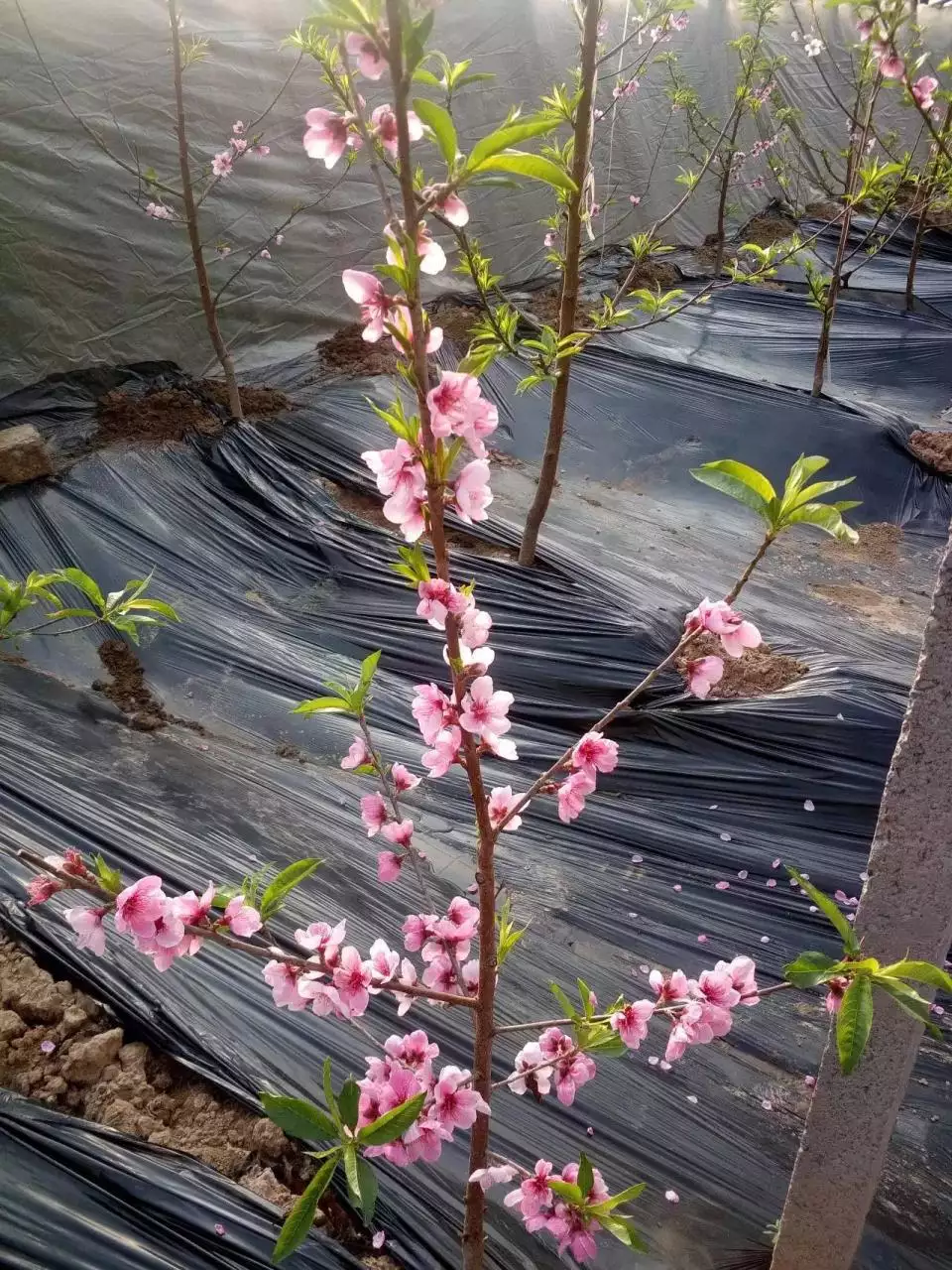 帮我算一下桃花运，免费测试批八字算桃花