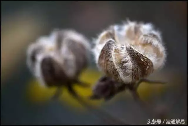 乙木日主壬寅年运势，八字乙木阴土居多