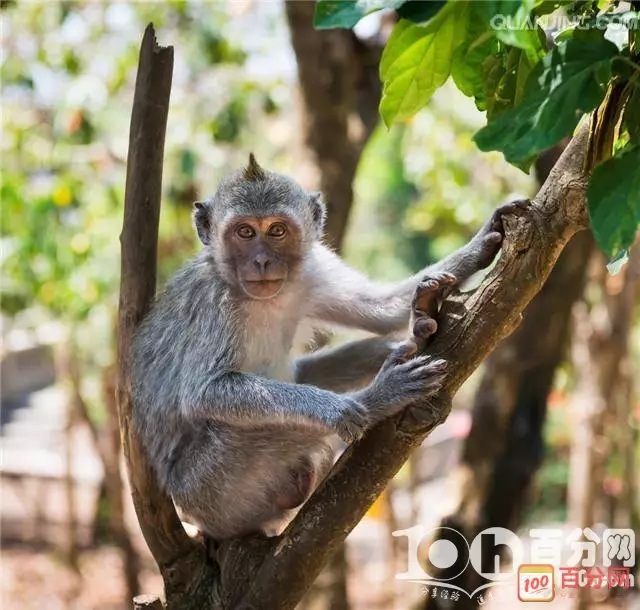 腊月猴女和相配，腊月属猴女命运怎么样