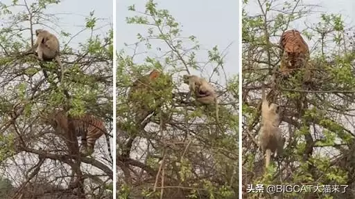 虎怕猴还是猴怕虎，虎和猴是不是不和