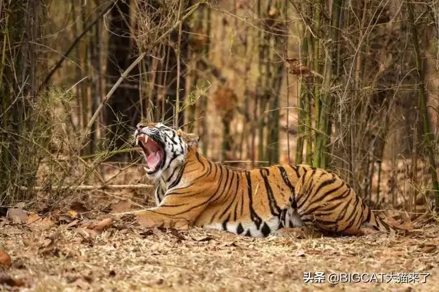 虎怕猴还是猴怕虎，虎和猴是不是不和