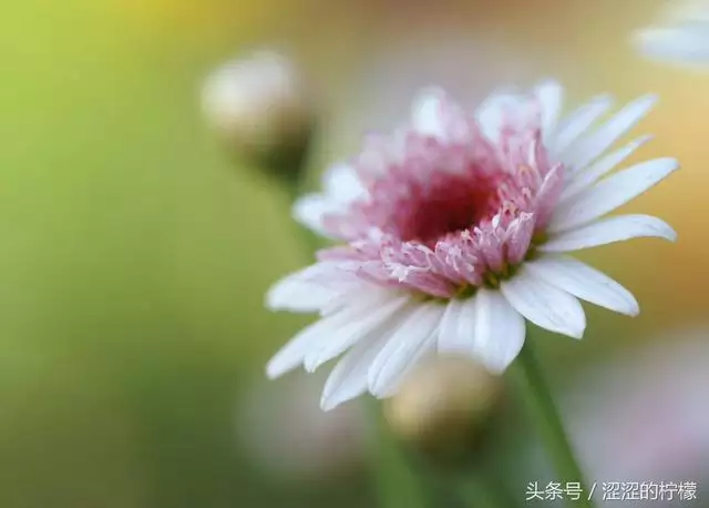 丁卯日柱生于各月解析，丁日生于辛丑月