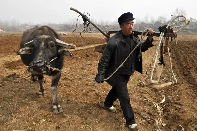 下半年的虎好不好，98年属虎今年学业运气