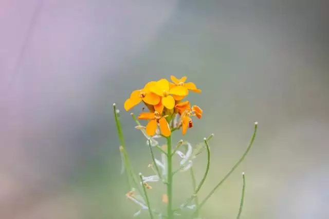 022金牛年出生月份，虎年几月出生更好"