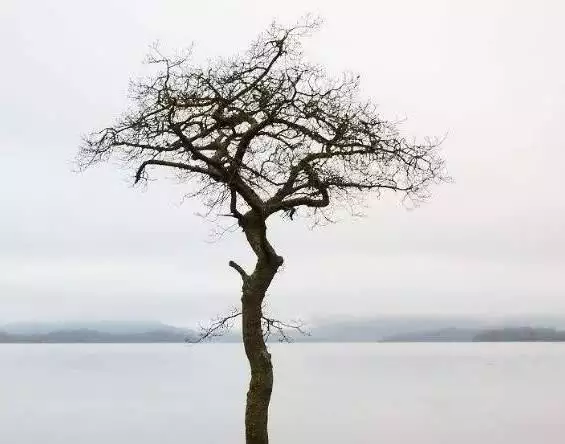 测测你的婚姻树，测测你一生有几次婚姻