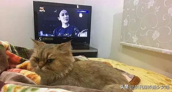 猫和狗哪个招财，找狗的灵异口诀