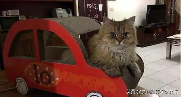 猫和狗哪个招财，找狗的灵异口诀