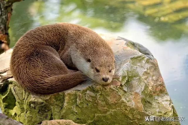 4年正月狗的命运如何，94年属狗女姻缘"