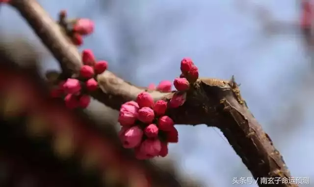 庚子年戊子月甲辰日壬申时，小平生辰八字分析