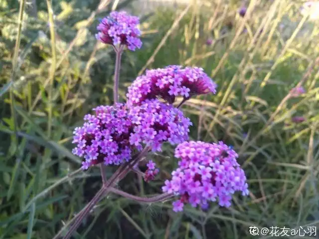 属虎的人养虎皮兰好不好，虎皮兰适合什么属性人养