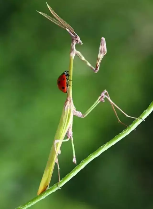 属猴跟属虎相差多少年，属猴生属虎宝宝好不好