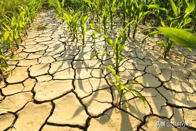 辛未日生人遇辛丑年好吗，辛未日柱2022年走的什么运