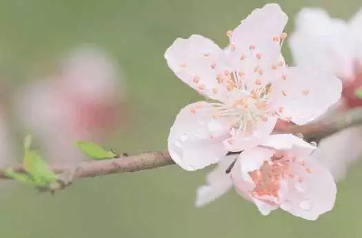 免费算我有几次婚姻我的桃花运，免费算我有几次婚姻