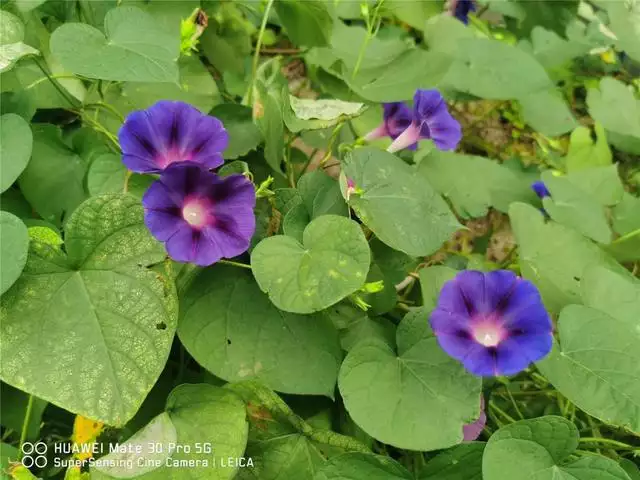 属虎的人种什么植物更好，属虎的人适合养什么植物