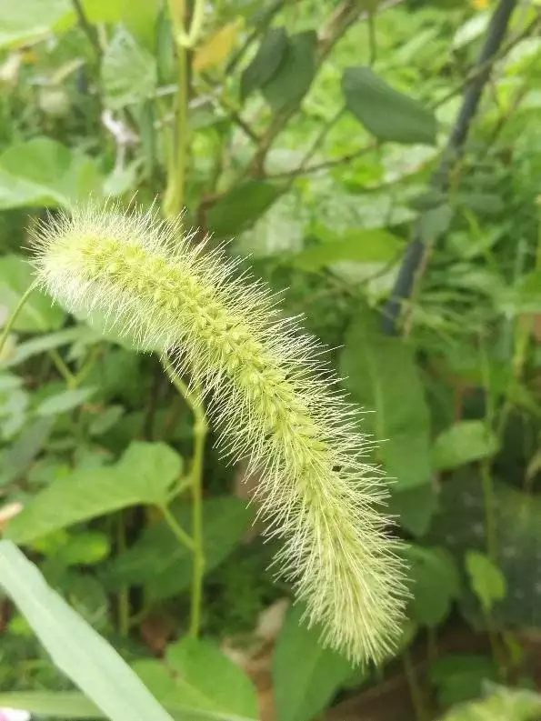 属虎的人种什么植物更好，属虎的人适合养什么植物