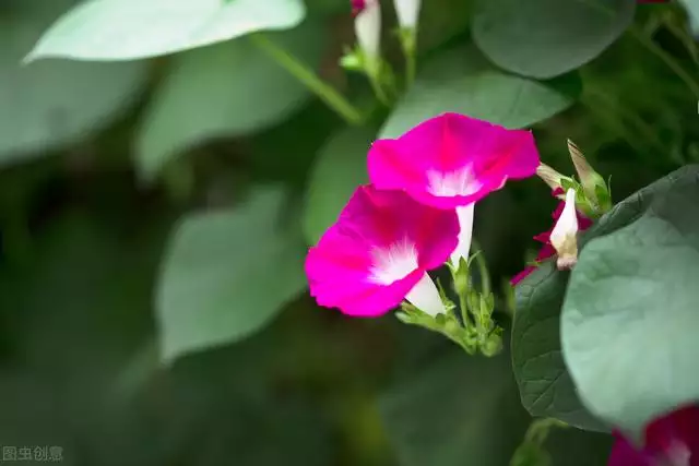 属虎种什么植物更好，七叶莲对属虎的作用