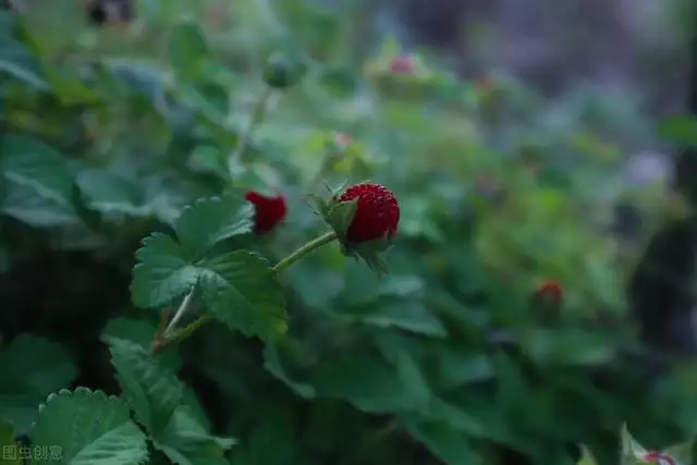 属虎种什么植物更好，七叶莲对属虎的作用