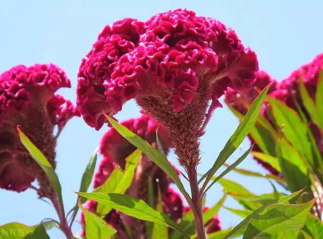 属虎种什么植物更好，七叶莲对属虎的作用