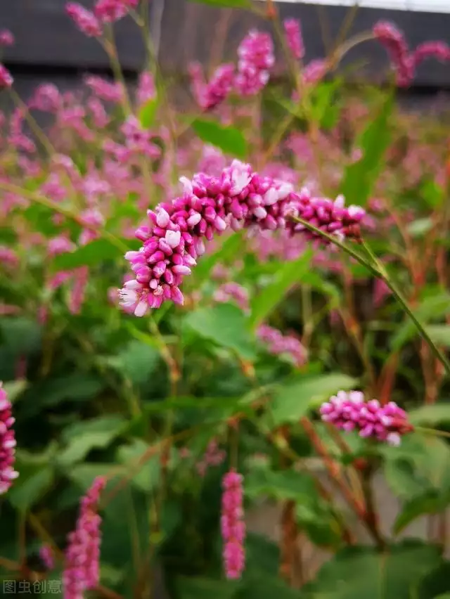 属虎种什么植物更好，七叶莲对属虎的作用