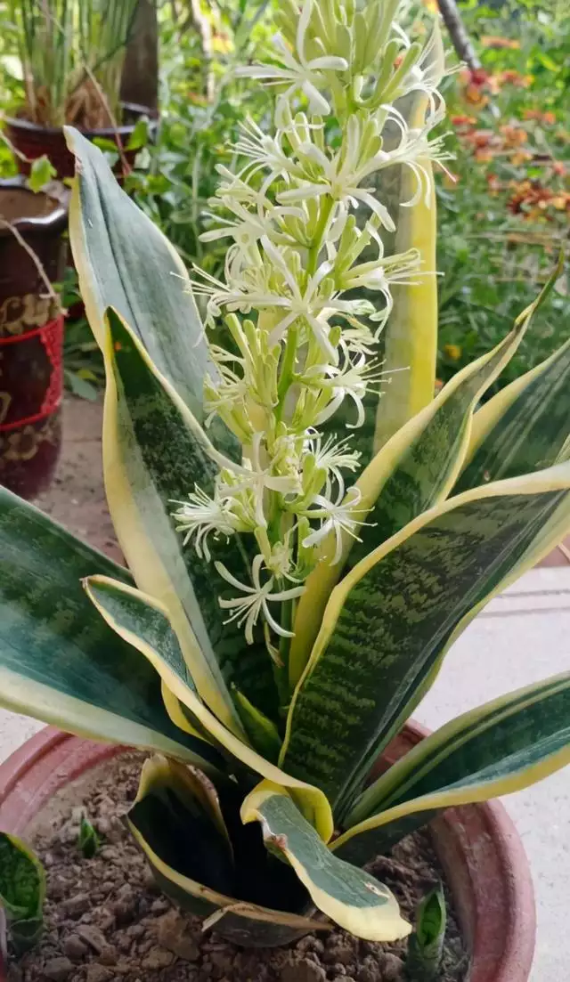 属虎的人适合养什么植物，女人属虎适合养什么花