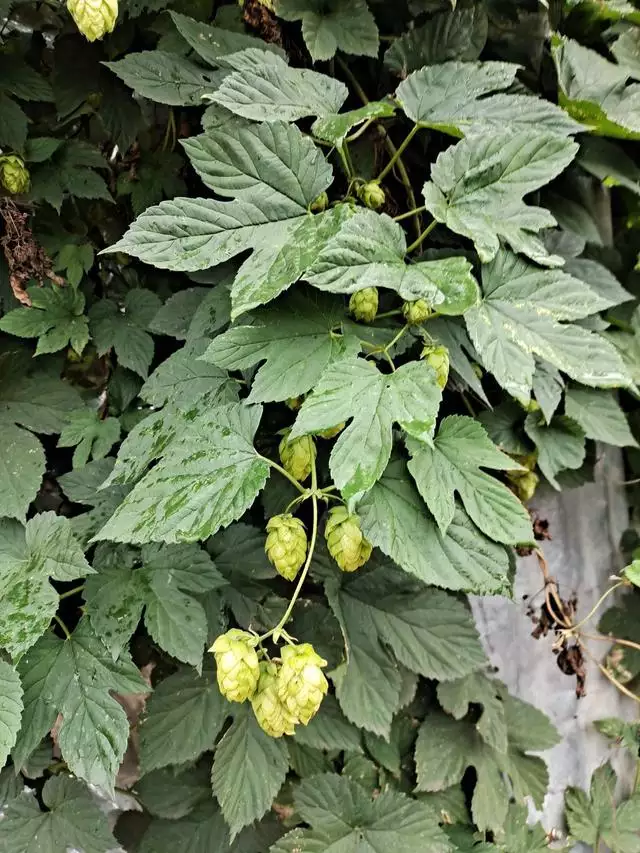 属虎的人适合养什么植物，女人属虎适合养什么花