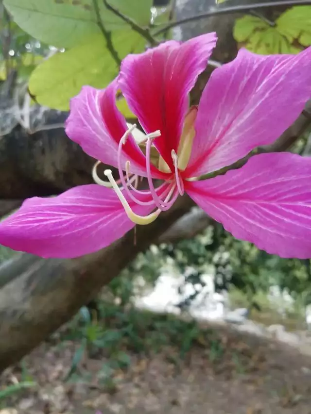 属虎的人适合养什么植物，女人属虎适合养什么花