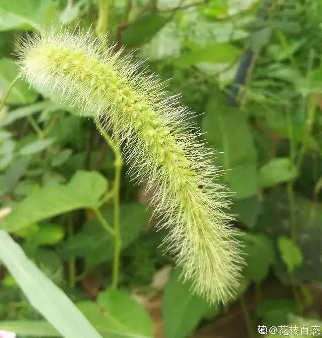 属虎的人适合养什么植物，女人属虎适合养什么花