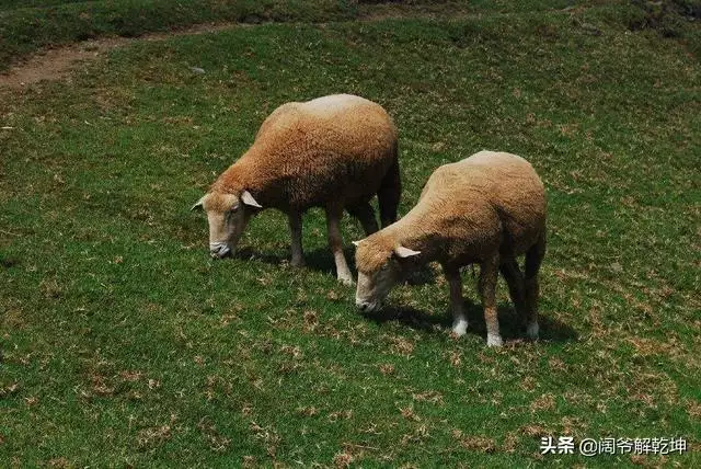 属虎人明天最准的运势，今日生肖虎财运