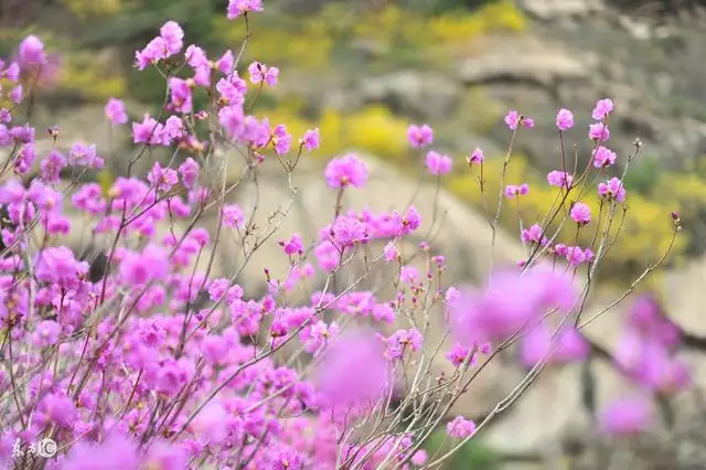 属虎的人命运好吗，60年一遇的水虎好吗