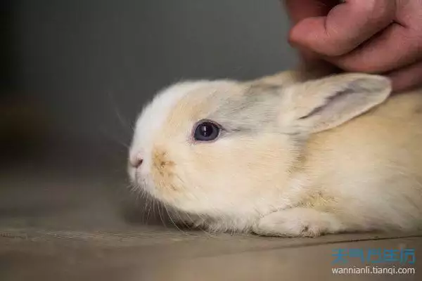 属兔的女和属虎的男相配吗，属牛的女的和属狗的男的相配吗