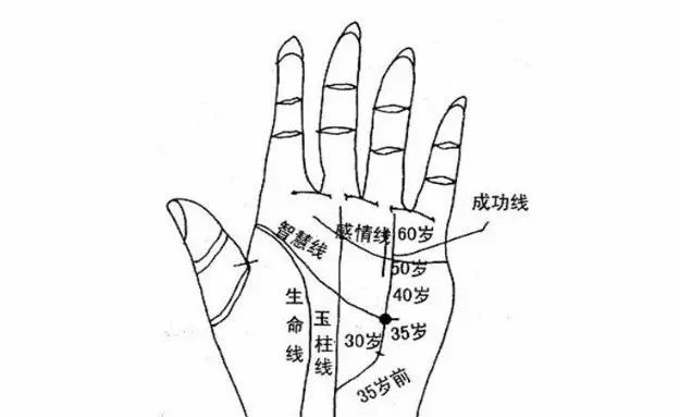 1、男人手掌的运势:手硬的人命运好吗