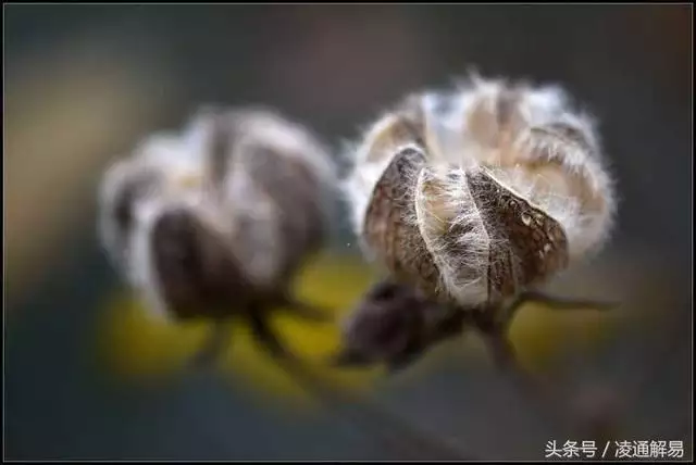 022流年运势丙申，丙申日柱在庚子流年运势"