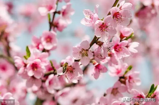 属兔的天蝎座运势如何，属兔天蝎座今日运势查询