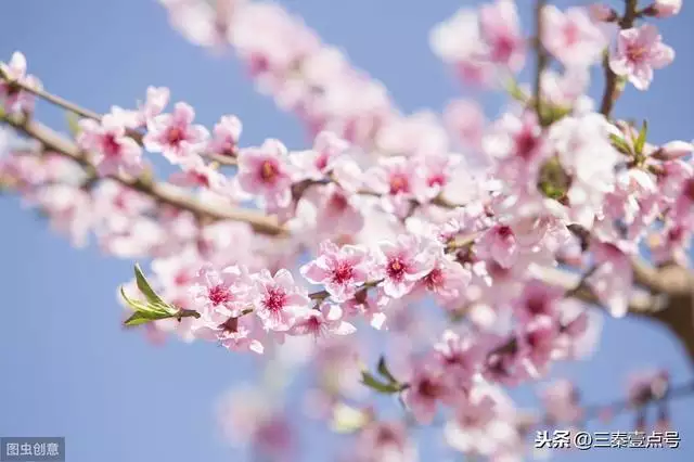 属兔的天蝎座运势如何，属兔天蝎座今日运势查询