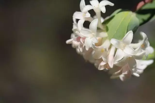 周运势双子桃花运