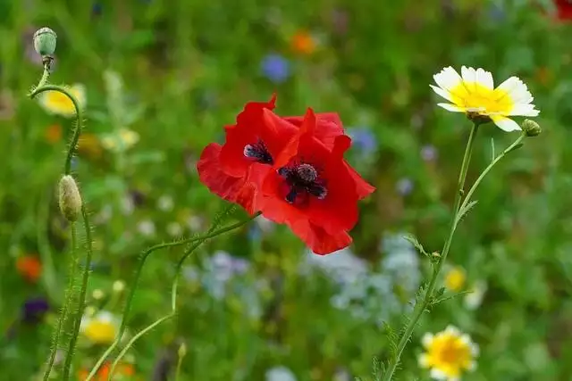 周运势双子桃花运