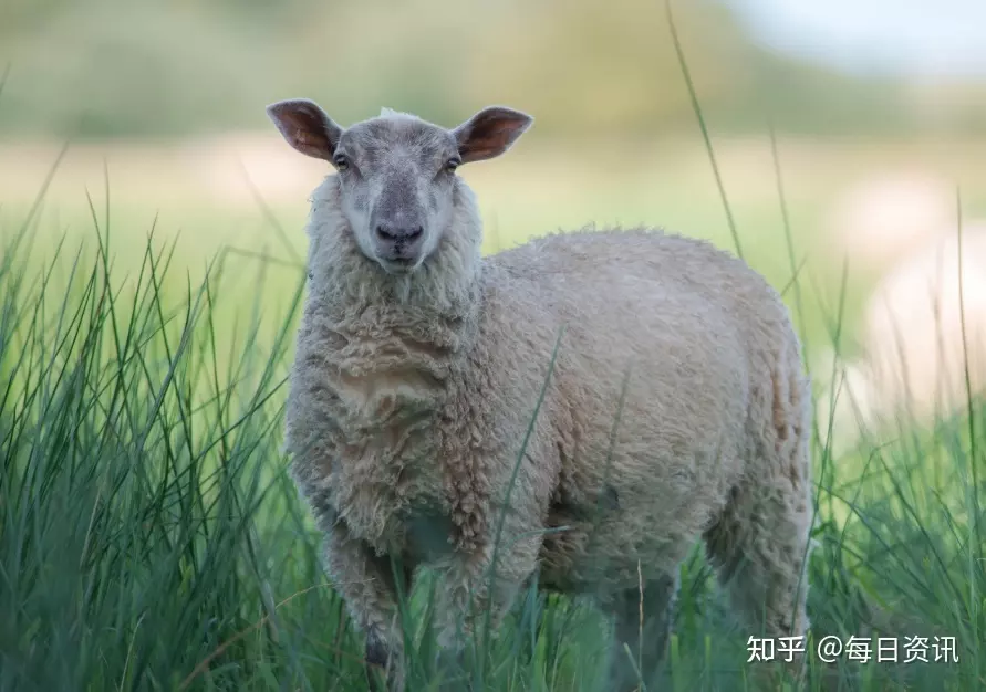 1、属羊年运势:属羊在年学业怎么样