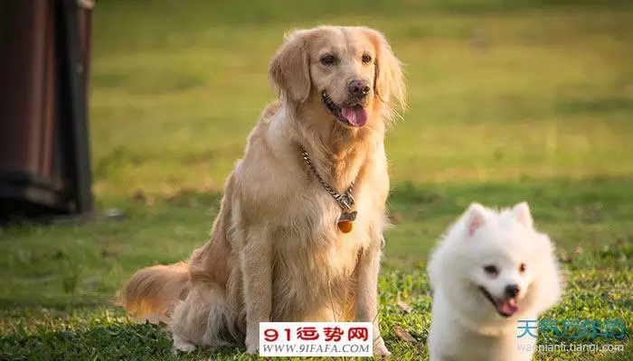 1、属狗今年下半年运势:82年9月属狗今年下半年命运趋势