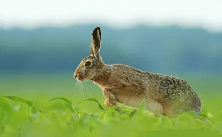 3、年属兔运势:年属兔年运势及运程