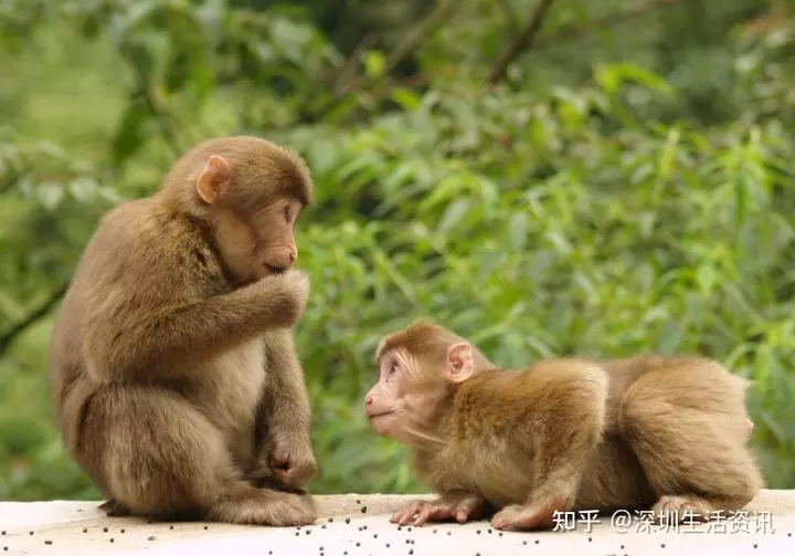 2、男猴运势:年猴年运势